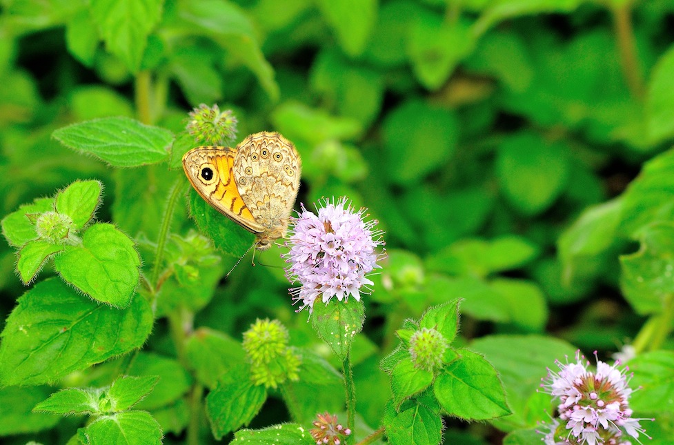 Mentha aquatica